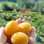Farm stay Zakatek Sloneczny Pod Barania Gora