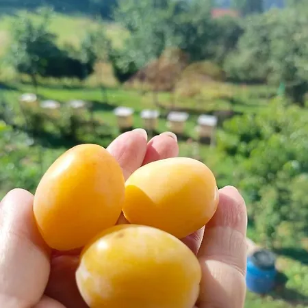 Farm stay Zakatek Sloneczny Pod Barania Gora