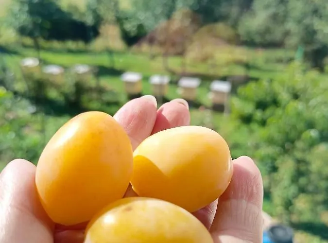 Farma Zakatek Sloneczny Pod Barania Gora