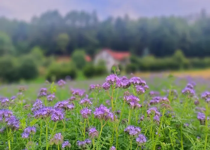 Farma Zakatek Sloneczny Pod Barania Gora